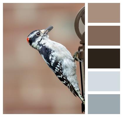 Beautiful Wallpaper Downy Woodpecker House Finch Image